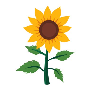 Sarı ayçiçekleri tam çiçeklenme, vektör illüstrasyonu. Çiçek temalı tasarımlar, doğa projeleri ve mevsimlik dekorasyonlar için ideal. Grafikleri parlatmak ve pozitifliği desteklemek için mükemmel.