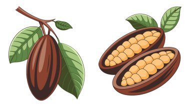 Beyaz arka planda izole edilmiş kakao fasulyelerinin vektör çizimi. Yemek, çikolata ve doğal ürün tasarımları için ideal..
