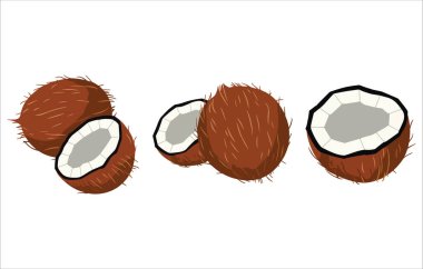 Doğal hindistan cevizi yağı vektör çizimi. Güzellik ve yemek malzemeleri izole edilmiş..