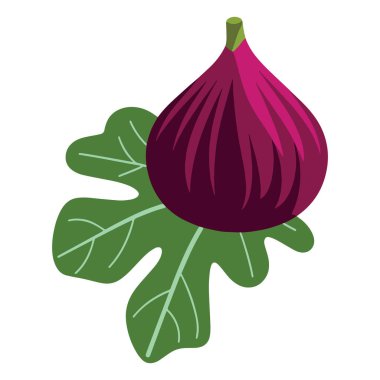 Kök illüstrasyonlu olgun mor incir. Meyve grafiği organik pazar tabelaları ve gurme tatlı paketleme için mükemmeldir..