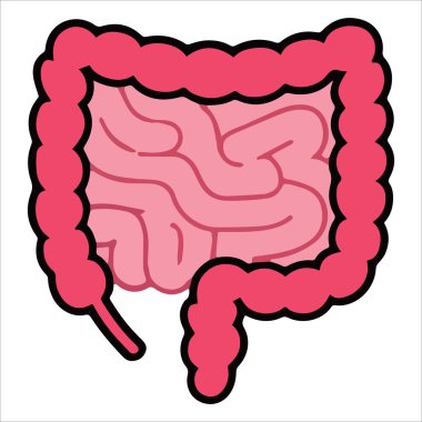 İnsan bağırsakları organ vektör illüstrasyonu. Tıbbi ders kitapları ve sağlık eğitimi materyalleri için ayrıntılı anatomi tasarımı.