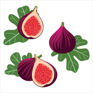 Taze incir koleksiyonu ve dilimlenmiş manzara. Tatlı yaz meyve grafiği organik gıda ambalajı ve yemek tarifleri için mükemmeldir..