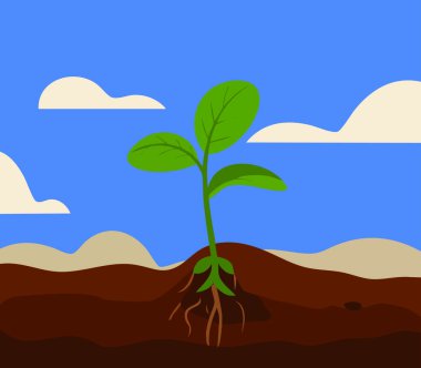 Büyümeyi, çiftçiliği, ekolojiyi, çevresel farkındalığı, doğal sürdürülebilirliği, eko yaşamı ve yeşil yaşam döngüsü kavramını temsil eden filizlenmenin düz vektör çizimi