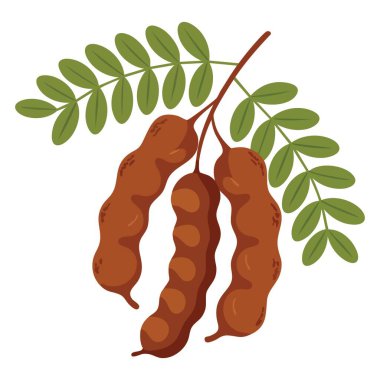 Beyaz arka planda yalıtılmış yaprakları olan meyve tamarinds vektör sanatı, tropikal meyve çizimleri, mutfak tasarımları, sağlıklı gıda görselleri ve organik temalar için mükemmel..