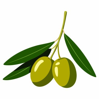 Beyaz bir zemin üzerinde izole edilmiş yeşil zeytin Olea europaea vektör sanatı, gıda, botanik ve aşçılık tasarım projeleri, sağlıklı yaşam tarzı ve organik temalar için mükemmel.