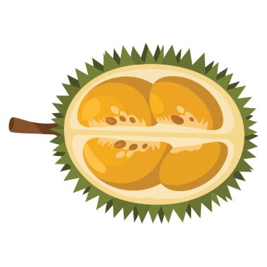 Sulu taze Durian meyve tasarımı vektör şablonu. Çiğ Durian çizimi tropikal meyve temaları, egzotik gıda markaları ve organik tarım projeleri için mükemmeldir..
