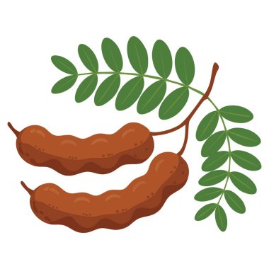 Tamarinds meyve vektör sanatı beyaz arka planda izole edilmiş yapraklar, mükemmel aşçılık projeleri, tropikal çizimler, sağlıklı yaşam tarzı tasarımları ve gıda grafikleri.