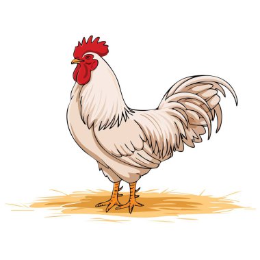 Beyaz tavuk yassı çizgi film vektör çizimi, çiftçilik, kırsal, kümes hayvanları, yiyecek ve kırsal tasarım görselleri için mükemmeldir..