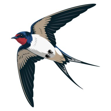 Şirin kırlangıç konsepti vektör illüstrasyon etiketi gökyüzünde süzülen kuş kanatları, kartpostallar için mükemmel alt görünüm, izole çizgi film çizimleri