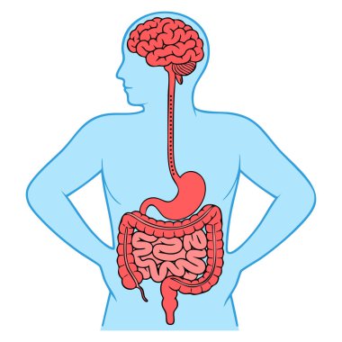 Düz vektör illüstrasyon beyni ve bağırsak sağlığı ilişkisi insan zihinsel ve sindirim bağlantısını gösterir. İkinci beyin birliği kavramı ve eğitim tasarımı