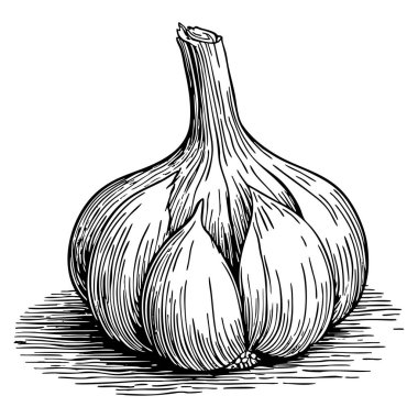 Doğal organik ürünü temsil eden sarımsak el çiziminin minimalist çizim vektörü çizimi sonbahar sezonu minimalist sanat ve tasarım için mükemmel.