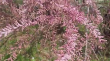 Çiçek açan bir çalılığın makro fotoğrafçılığı, pembe küçük cilt bakımı, rüzgar, güneşli bir yaz günü, bir bahçe ve kır evi için şehir bahçesi veya manzara tasarımı
