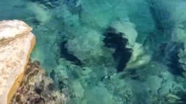 berrak su, adriyatik deniz, dalgalar, güneş ışınları su yüzeyine nüfuz eder, yaz ve güneşli gün, deniz taşları, üst manzara, durağan, deniz dalgaları, dalgalar, sahil beldesi, kristal berrak su, Türkiye