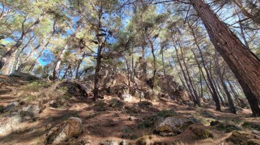 Lycian yolu boyunca, kozalaklı orman, yaz güneşli gün, adianda, yürüyüş yolları, Türkiye 'de yürüyüş, yüksek turizm sezonu, yaz ormanı, ormandaki güneşli gün, yosun, kozalaklı ağaçlar, doğa, ormanda yürüyüş.