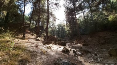 Dağda yol, kozalaklı bir ormanda güneşli bir günde yürüyüş, yürüyüş yolları, Türkiye 'de Lycian Yolu, ormanda bir yaz günü, temiz havada yürümek, yükseklik değişimleri, ormanda taş bir uçurum.