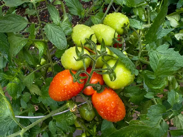 stock image Red and green tomatoes covered with dew on one branch