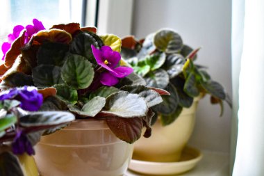 Pencere kenarındaki tencerede güzel menekşeler. Yüksek kalite fotoğraf
