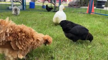 Beyaz ördek ve farklı cinsten tavuklar küçük bir hayvanat bahçesinde yürürler. Yüksek kaliteli FullHD görüntüler