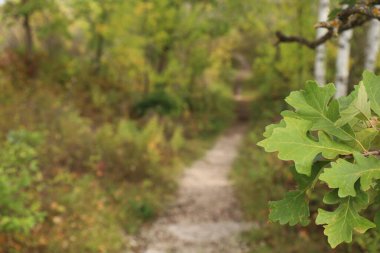 Ormandaki kayalık yol. Yol ve huş ağaçlarının arka planında meşe yaprakları.
