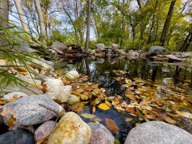 Sonbahar ormanı göleti. Yüzeyinde yapraklar ve kayalar var.