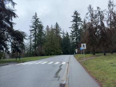Bulutlu bir gökyüzünün altında uzun yosun kaplı ağaçlarla dolu bir ormandan geçen dolambaçlı bir yol.