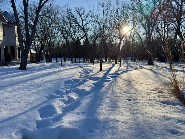 Güneşli bir günde karlı bir park