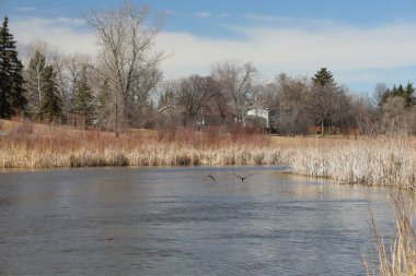 Baharda bir çift ördek, sakin su, kuru sazlıklar, arka planda yapraksız ağaçlar.