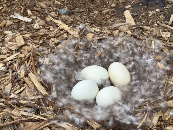İlkbaharın başlarında dört kaz yumurtası
