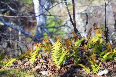 Güneş ışığı dalların arasından süzülür, eğreltiotları aydınlatır ve ormandaki devrilmiş ağaçlar arasında yosun tutar..