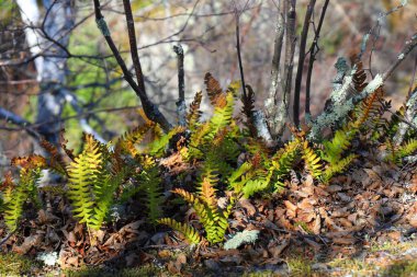 Güneş ışığı dalların arasından süzülür, eğreltiotları aydınlatır ve ormandaki devrilmiş ağaçlar arasında yosun tutar..
