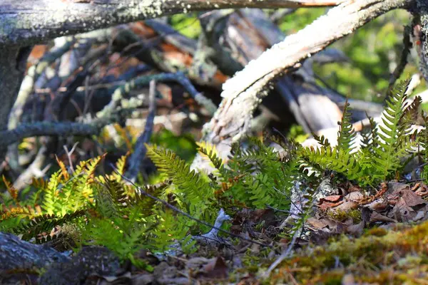 Güneş ışığı dalların arasından süzülür, eğreltiotları aydınlatır ve ormandaki devrilmiş ağaçlar arasında yosun tutar..
