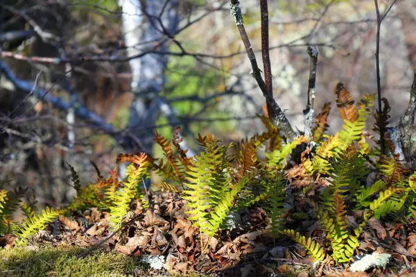 Güneş ışığı dalların arasından süzülür, eğreltiotları aydınlatır ve ormandaki devrilmiş ağaçlar arasında yosun tutar..