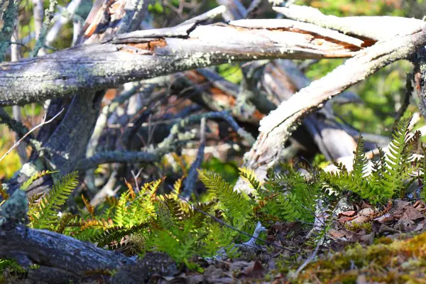 Güneş ışığı dalların arasından süzülür, eğreltiotları aydınlatır ve ormandaki devrilmiş ağaçlar arasında yosun tutar..