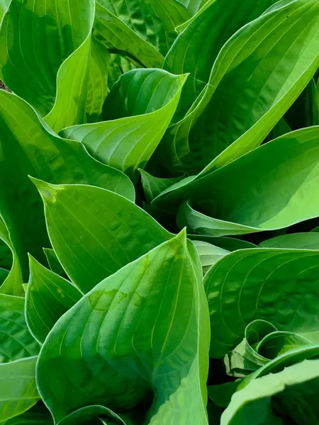 Parlak yeşil hosta yaprakları belirgin damarlar, yoğun ve sulu büyüyen.