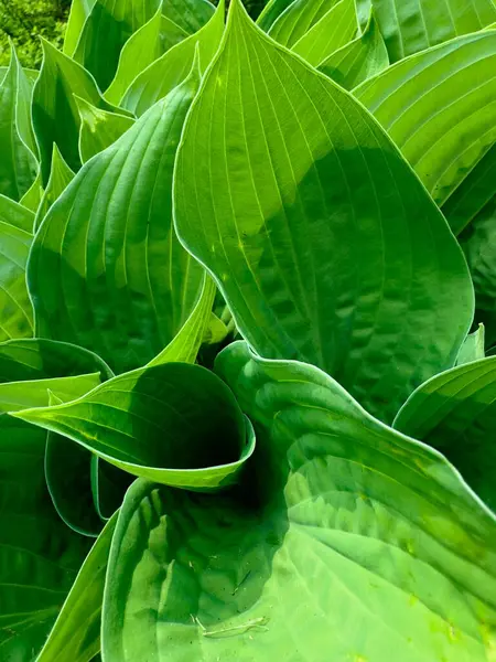 Parlak yeşil hosta yaprakları belirgin damarlar, yoğun ve sulu büyüyen.