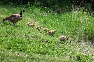 Bir Kanada kazı, yemyeşil bitki örtüsüyle çevrili yedi tüylü kazla çimenlerde yürür..