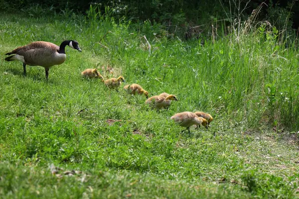 Bir Kanada kazı, yemyeşil bitki örtüsüyle çevrili yedi tüylü kazla çimenlerde yürür..