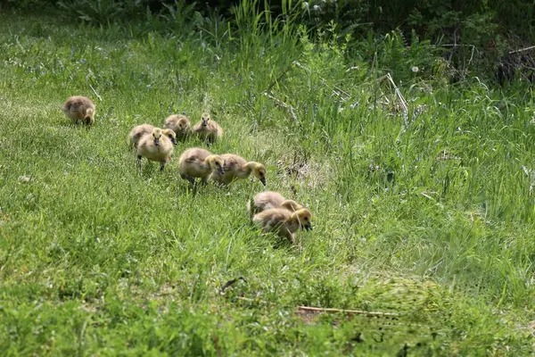 Bir Kanada kazı, yemyeşil bitki örtüsüyle çevrili yedi tüylü kazla çimenlerde yürür..
