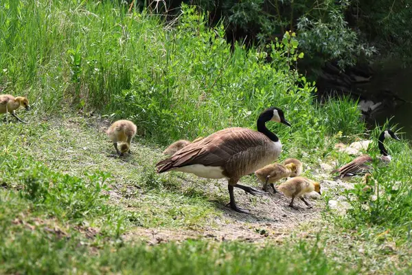 Bir Kanada kazı, yemyeşil bitki örtüsüyle çevrili yedi tüylü kazla çimenlerde yürür..