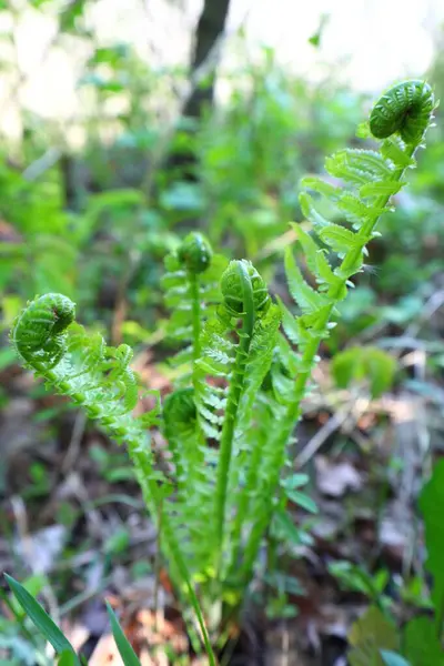 Genç eğreltiotu, arka planda yeşil yapraklar olan bir ormanda büyüyen sarmal gibi kıvrılır.