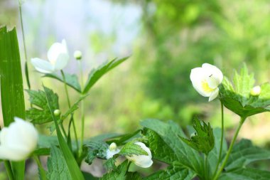 Sarı çiçekli beyaz hanımeli çiçekleri orman gölgesinde parlak yeşil yapraklarla çevrili..