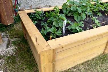 Yeşil domatesli ahşap bahçe yatakları, salatalık ve taze kara toprakta yetişen bitkiler yetiştirdim.