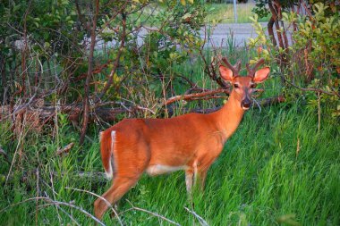 Küçük boynuzlu genç geyik çalıların, ormanın ve arka plandaki park edilmiş arabanın yanındaki yeşil çimlerin üzerinde duruyor..