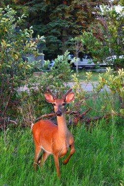 Küçük boynuzlu genç geyik çalıların, ormanın ve arka plandaki park edilmiş arabanın yanındaki yeşil çimlerin üzerinde duruyor..
