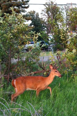 Küçük boynuzlu genç geyik çalıların, ormanın ve arka plandaki park edilmiş arabanın yanındaki yeşil çimlerin üzerinde duruyor..