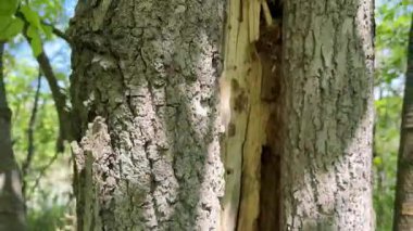 Dalları ve taze yeşil yaprakları olan eski ağaç gövdesi baharda masmavi bir gökyüzüne karşı.