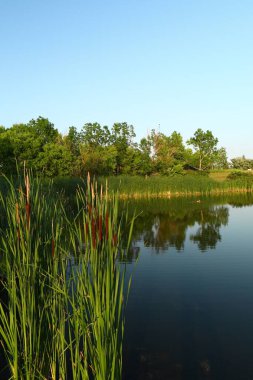 Sazlıklarla ve yeşil ağaçlarla dolu bir gölet berrak mavi gökyüzünün altında durgun sularda yansıyor..