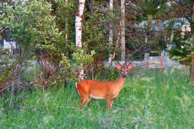 Küçük boynuzlu genç geyik çalıların, ormanın ve arka plandaki park edilmiş arabanın yanındaki yeşil çimlerin üzerinde duruyor..