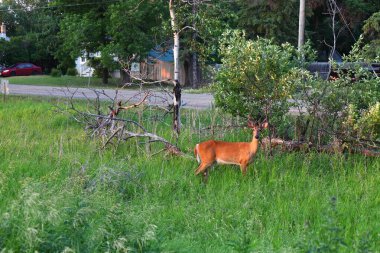 Küçük boynuzlu genç geyik çalıların, ormanın ve arka plandaki park edilmiş arabanın yanındaki yeşil çimlerin üzerinde duruyor..