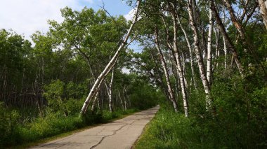 Dar orman yolu, çatlak asfalt, eğimli huş ağaçları yeşil bir tünel oluşturur.